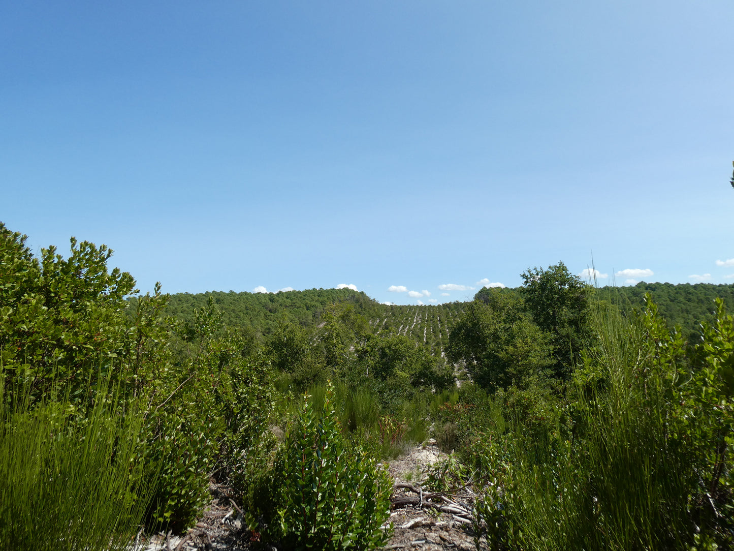 DROP - MERVEILLE DES LANDES BIO - regeneracijski tretma za občutljivo kožo